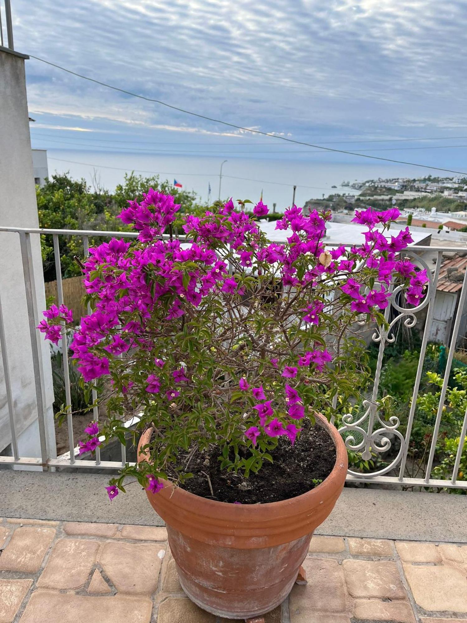 Chez Marie Ischia Villa Bagian luar foto